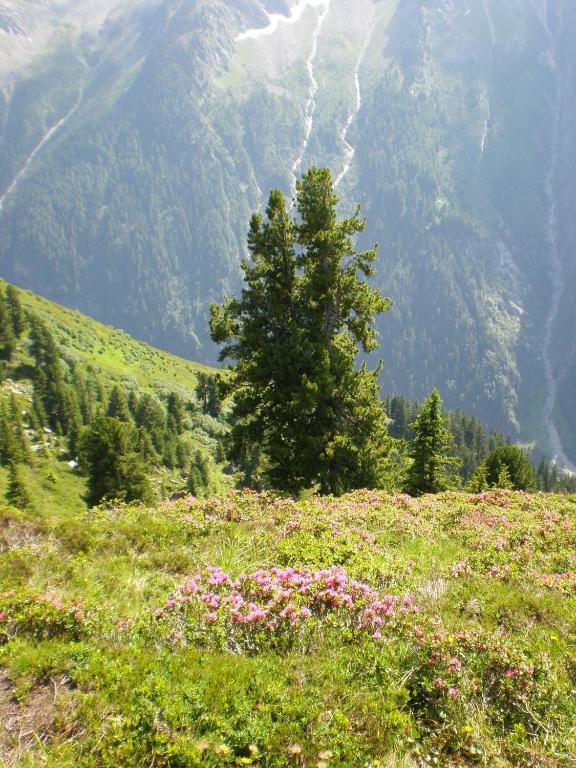 Villa Amsel Mayrhofen Esterno foto